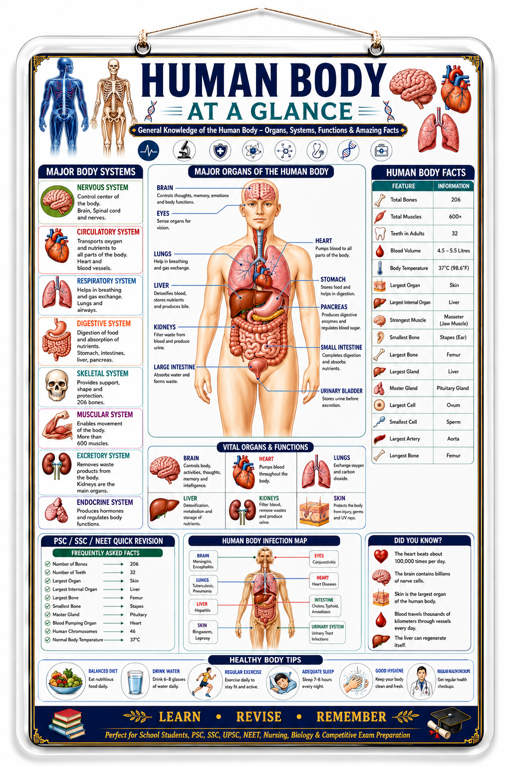 Human Body at a Glance Educational Poster (A4 Size Laminated)